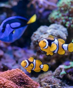 coral-fish-in-home-reef-aquarium.jpg