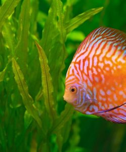 discus-in-aquarium.jpg